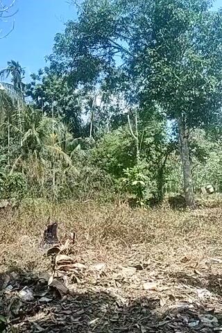 The video shows an outdoor scene with abundant vegetation and a clear blue sky. The foreground is filled with dry, brown grass and debris, including what appears to be chopped wood and leaves. In the mid-ground, there are several trees of varying sizes and types, some with lush green foliage and others with bare branches. A tall, slender tree with a light-colored trunk stands prominently in the center. The background consists of a dense forest with palm trees and other tropical plants. The camera pans slightly, offering different angles of the natural environment. There are no people or animals visible in the video.