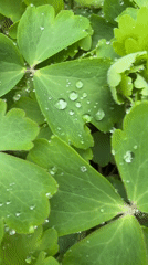 Morning dew droplets captured on green leaves in Russia
