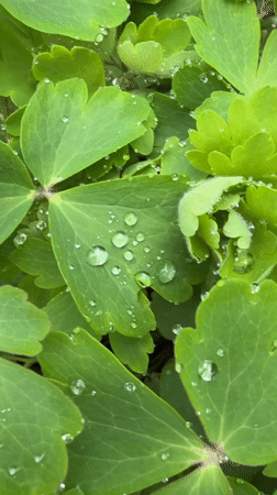 Morning dew droplets captured on green leaves in Russia
