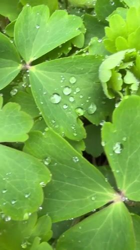 Morning dew droplets captured on green leaves in Russia