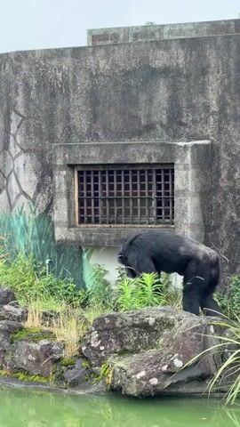 A black chimpanzee stands with its back to the camera in front of a concrete structure with a barred window. The chimpanzee is partially obscured by green foliage. The ground is covered with rocks and moss, and there is a body of green water in the foreground. The chimpanzee moves its head down towards the grass.