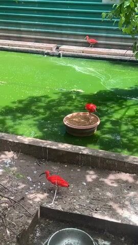 The video shows a pond with green water and several red birds. There are three birds visible in the frame, one on the edge of the pond, one standing on a planter in the water, and one further back on the edge of the pond. There is a green barrier along the back of the pond. A tree branch with green leaves hangs over the edge of the frame. The ground in front of the pond is dirt and there is a metal bowl at the bottom of the frame.