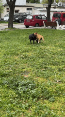 Dogs play on grass in Sliven, Bulgaria
