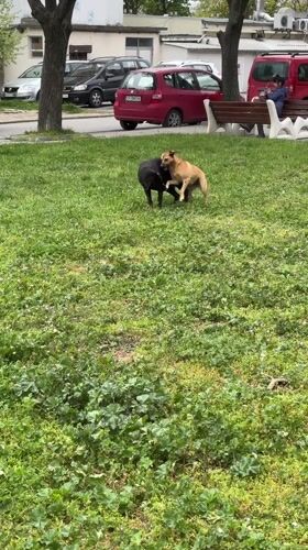 Dogs play on grass in Sliven, Bulgaria