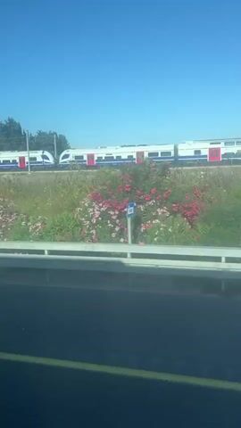 A train with red and blue accents travels on a track in a rural area. Pink and green foliage grows along the track, and a white railing is visible in the foreground. The sky is clear and blue.