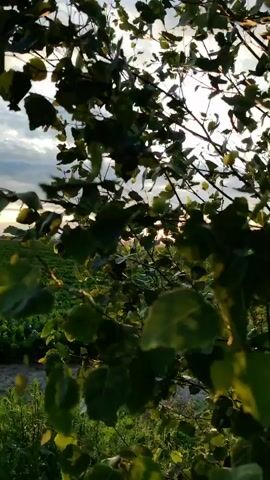 The video shows a close-up of green leaves on a tree. The sun is shining through the leaves, creating a bright glow and lens flare. In the background, there is a field of green crops and a cloudy sky. The wind is blowing the leaves, causing them to move and sway. The overall mood is peaceful and serene.
