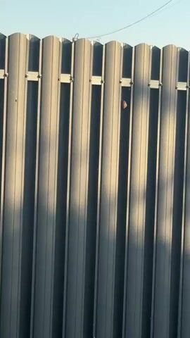 The media file shows a close-up, vertical shot of a corrugated metal fence in Tsibanobalka, Russia. The fence is a dark gray color, with vertical ridges that create alternating bands of light and shadow. Sunlight illuminates the fence from the left, casting distinct shadows across the panels. The sky above is a clear, light blue, suggesting fair weather and daytime.

A single object, which appears to be a snail shell, is affixed to the fence between two vertical panels, near the top. The shell is brown and spiraled, with a textured surface. There are no people or other discernible living creatures visible in the frame. The scene is static and quiet, focusing entirely on the fence and the snail shell. The overall impression is one of simplicity and stillness, with the play of light and shadow on the textured fence providing the primary visual interest. There is no visible text in the media file.