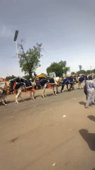 Traditional horse procession draws crowds in Kanti, Nigeria