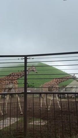 The video shows two giraffes in an enclosure. The enclosure has a fence in the foreground and a grassy hill in the background. The giraffes are walking around in the dirt. The sky is overcast. There are some trees and a small building in the background.
