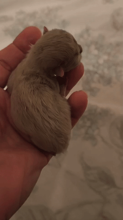 Newborn puppy curled up in a hand, Passignano sul Trasimeno