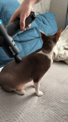 Person uses massage gun on Sphynx cat in Korolyov