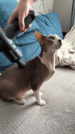 Person uses massage gun on Sphynx cat in Korolyov