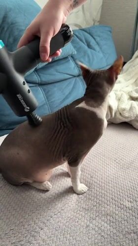 Person uses massage gun on Sphynx cat in Korolyov