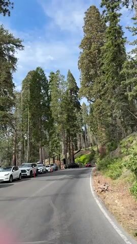 The video shows a road surrounded by tall trees. Several cars are parked on the left side of the road. Some cars are driving on the road, including a red car in the distance. The sky is blue with some clouds. The trees are very tall and appear to be sequoias. The ground is covered with dirt and some green vegetation. The road is paved and has yellow lines marking the lanes.