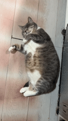 Cat rests peacefully on wooden floor in Russian home