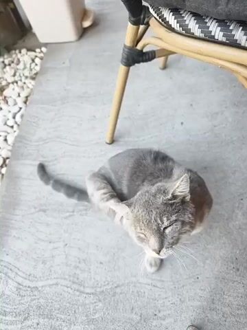 A gray cat is scratching its head with its hind leg while sitting on a concrete surface. The cat is positioned in the center of the frame, facing slightly to the right, with its eyes closed. Behind the cat, a portion of a wicker chair with a patterned cushion is visible. To the left of the cat, a beige trash can and a scattering of white pebbles are present. The ground is made of textured concrete, and the overall lighting suggests an outdoor setting.
