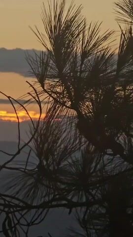 This media file captures a serene sunset scene, likely in Chengjiang, China. The camera focuses on the silhouetted branches of trees, possibly pine and deciduous, against a backdrop of the setting sun.

The sky is painted with warm hues of orange and yellow, suggesting the golden hour. Wispy clouds drift across the horizon, adding texture and depth to the celestial canvas. Below the vibrant sky, layers of mountains are visible, fading into a soft, hazy silhouette due to the atmospheric conditions and distance.

The foreground is dominated by the dark, intricate forms of tree branches. One prominent cluster of pine needles, rendered in silhouette, points towards the vibrant sky. Interspersed are thinner, more delicate branches of deciduous trees, some with a few remaining leaves, adding a touch of life to the scene.

The overall mood is tranquil and contemplative, evoked by the natural beauty of the sunset and the peaceful stillness of the landscape. The time of day is clearly evening, as indicated by the sunset. There are no people or specific objects of focus beyond the natural elements of the landscape. No visible text is present in the media file.