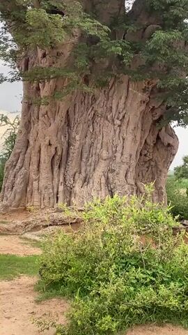 The video shows a close-up, vertical shot of a very large baobab tree. The tree's trunk is thick and gnarled, with deep vertical grooves and a rough, textured surface. Lush green foliage is visible at the top of the tree, and some smaller green bushes are in the foreground at the bottom of the frame. The ground appears to be dirt and some gravel. The lighting suggests an overcast day. The camera slowly pans upwards, revealing more of the tree's massive trunk and branches.