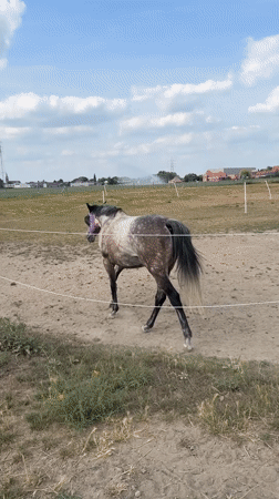 Grey horse roams roads and paddocks in Estaimpuis, Belgium