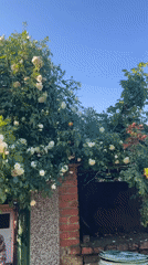 Rose garden moment captured by witnesses in Lozarevo Bulgaria
