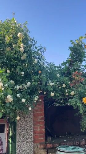 Rose garden moment captured by witnesses in Lozarevo Bulgaria