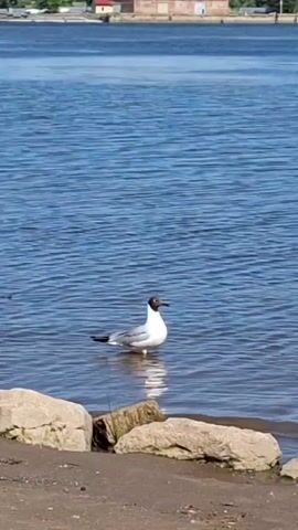 A single seagull stands in shallow water near a rocky shore. The water is blue with small ripples. In the background, across the water, is a building with a red roof and a beige facade.