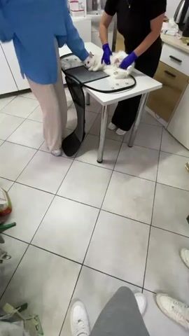 A white cat is being examined on a table in a room with tiled floors. Two people are present. One person, wearing a blue shirt and striped pants, stands to the left and appears to be holding the cat's head. The other person, wearing a black top and black pants, stands to the right and is wearing blue gloves. This person is examining the cat's hindquarters, which appear to be shaved. There is a black carrier on the floor to the left of the table. The environment appears to be a veterinary clinic or examination room, with medical supplies visible in the background. Several pairs of feet are visible in the foreground, suggesting other people are observing the procedure.