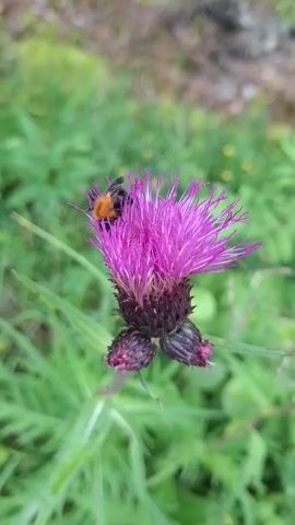 A close-up shot focuses on a bee with an orange and black body resting on a vibrant purple thistle flower. The flower has delicate, spiky petals and several unopened buds at its base. The background is softly blurred, showcasing a lush green environment with hints of other vegetation. The bee is positioned towards the top of the flower, appearing to be still.