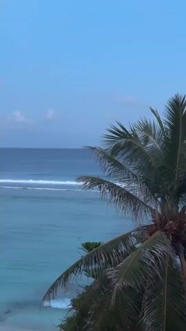 A tropical scene unfolds as a palm tree with green fronds frames a view of the ocean. The water is a clear, turquoise hue, and gentle waves roll towards the shore, creating white foam as they break. In the distance, a deeper blue line suggests the horizon, separating the water from a pale blue sky dotted with faint clouds. The lighting indicates it is either early morning or late evening, creating a serene and tranquil atmosphere. The image is vertical and appears to be a still frame from a video.