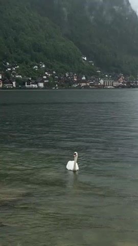 A single white swan swims in the foreground of a lake, its body mostly submerged as it glides through the water, creating ripples. The lake's surface is textured with numerous small waves, indicative of either wind or movement. In the background, a town is nestled on the slope of a large, tree-covered mountain. The houses in the town are a mix of architectural styles, with some featuring dark roofs and lighter-colored walls, and are spread across the hillside. The mountain itself is densely covered in green trees, and the sky above is overcast, suggesting a cloudy or rainy day, with a slight haze obscuring the upper slopes of the mountain. The overall scene evokes a sense of calm and natural beauty.