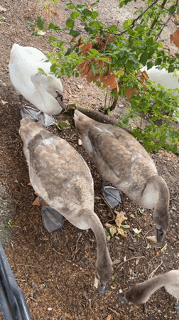 Swan family with cygnets feeding along a London canal