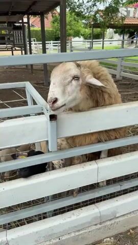 The video shows a close-up of a sheep with light brown wool and a white face peeking over a white metal fence. The sheep's eyes are partially closed. In the background, another sheep with dark wool is visible behind the fence. Further in the background, there's a grassy enclosure with more sheep, some with light brown wool and one with dark wool. There are also structures with colorful arches in the distance and trees. The scene appears to be a farm or an animal enclosure.