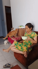 Feeding time for a house full of cats in Campurdarat