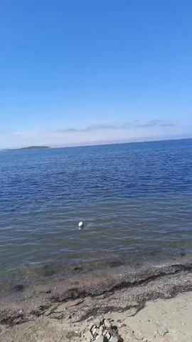 The video captures a serene coastal scene under a clear blue sky. The foreground features a sandy beach with scattered seaweed and small pebbles. The calm, blue water of the sea gently laps at the shore. In the water, a white buoy floats, indicating its presence in the tranquil ocean. The horizon displays a distant landmass, possibly an island or a coastline, shrouded in a light haze. The overall atmosphere is peaceful and idyllic.