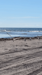 Seagulls and sea stacks on a remote Kuril Islands beach