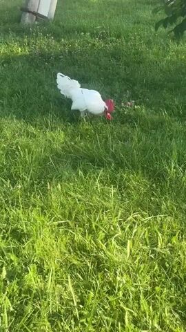 The video shows a white rooster with a red comb and wattle foraging in a grassy area. The rooster is pecking at the ground, presumably looking for food. The grass is green and appears to be well-maintained, with some small purple flowers interspersed throughout. In the background, there is a wooden post and some foliage, suggesting an outdoor setting such as a garden or farm. The lighting indicates it is daytime, likely during the afternoon, with the sun casting shadows.