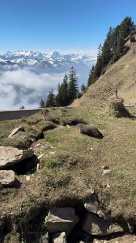 Two marmots are visible on a grassy hillside with a view of snow-capped mountains and clouds. One marmot sits upright, while the other is lying down. The hillside also features rocks and a few trees. The sky is blue.