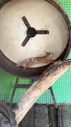 A red squirrel is running inside a large, round, exercise wheel. The wheel is a light color on the inside and dark on the outside. A dark, three-bladed fan is visible in the center of the wheel, spinning rapidly. The squirrel is in motion, its body blurred from the speed. It has light-colored fur on its belly and tail. The wheel is supported by a metal stand. In the foreground, a thick, rough-barked log is angled across the frame. Behind the wheel, a green grid-like structure is visible. The ground appears to be made of wood planks and debris. The overall lighting suggests an outdoor or well-lit indoor environment.