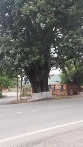 A video pans up a very large tree with a thick trunk and green leaves. The tree is situated next to a paved road, and a small section of a light-colored wooden house with a brown roof is visible behind it. A white band is painted around the base of the tree trunk.