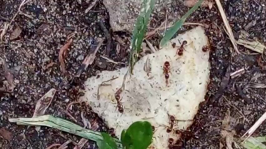 This close-up, top-down shot captures a group of ants swarming a piece of light-colored material, likely food, lying on the ground. The ants are dark red-brown in color and appear to be actively consuming or carrying pieces of the material. The surrounding ground is a mix of dark soil, small pebbles, and scattered dry leaves and twigs, suggesting an outdoor, natural setting. A few blades of green grass and a small green leaf are also visible, providing a contrast to the dry debris.

The lighting suggests it could be daytime, with no strong shadows indicating direct sunlight, perhaps a cloudy day or dappled shade. The overall impression is one of busy, natural activity, with the ants focused on their task of gathering food. There is no visible text in the media. The location context places this scene in Luhansk, Ukraine.