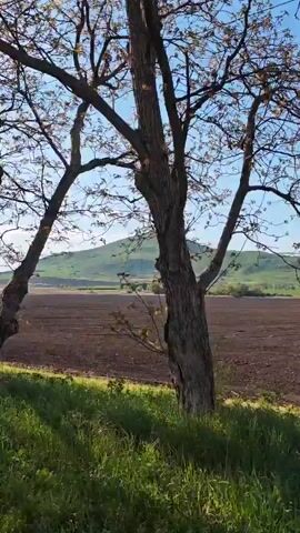 The camera moves along a grassy field, with two trees in the foreground. The field behind the trees is recently plowed, with dark brown soil. In the distance, a small, green hill is visible under a clear, blue sky. The leaves of the trees are just beginning to bud.