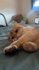Ginger cat lounging on a bed in Bar, Montenegro