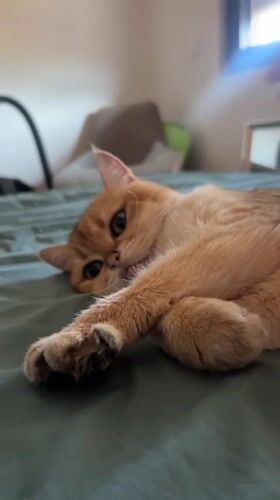 Ginger cat lounging on a bed in Bar, Montenegro