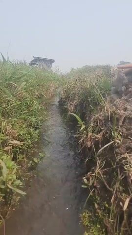A first-person perspective video shows a narrow stream of water flowing between overgrown grassy banks. The water is murky and appears to be moving briskly. In the background, there is a small, dilapidated structure, possibly a shed or a shack. The sky is overcast, suggesting a cloudy or hazy day. A hand briefly enters the frame from the right side of the screen, appearing to be near the edge of the stream. The camera appears to be moving forward, following the stream.