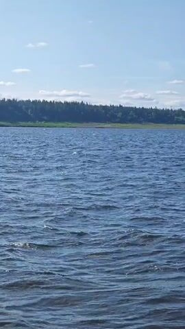 A video displays a wide shot of a lake on a sunny day. The camera pans across the water, showing gentle ripples and the reflection of the sky. In the distance, a tree-lined shore is visible, with a clear blue sky above. The video captures the peaceful and serene atmosphere of the natural landscape.