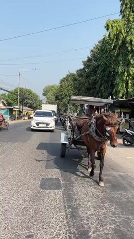 A brown horse pulls a carriage down a street. The carriage has a white canopy and is being ridden by a person wearing a light-colored shirt and dark pants. A white car is driving in the opposite direction. Other vehicles, including motorcycles and what appears to be a bicycle with a sidecar, are visible on the side of the road. Trees line the street, and buildings are present on both sides. The sky is clear and blue. The road surface shows signs of wear and tear with visible cracks.