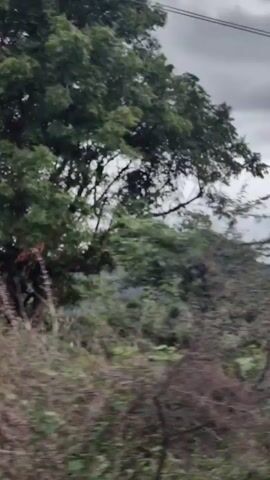 The video shows a rural landscape with trees, hills, and a cloudy sky. The footage appears to be captured from a moving vehicle, as indicated by the motion blur of the surrounding scenery. The first frame shows dense green trees with a cloudy sky. The second frame shows a wooden post covered in vines, with a grassy field and hills in the background. The third frame shows more motion blur of trees. The final frame shows a mountain in the distance with trees and a cloudy sky. There are no people or specific actions depicted in the video.