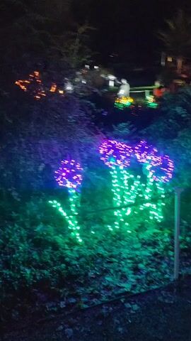 The video shows a dark outdoor area with Christmas lights. In the foreground are three large flower decorations made of purple and green lights. In the background, various other illuminated decorations can be seen, including figures and arches, mostly in red, green, and white. The area appears to be a garden or park setting. The camera pans slightly, showing more of the illuminated landscape. Some structures and trees are visible in the distant background.