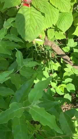 This media file captures a close-up view of ripe raspberries on a bush with vibrant green leaves. The scene is set outdoors, likely in a garden or natural environment, given the abundance of foliage and the presence of soil visible at the bottom of the frame.

The primary subjects are the bright red raspberries and the lush green leaves of the raspberry plant. Several raspberries are visible, some appearing fully ripe and ready for harvest. Interspersed among the raspberries and leaves are several brown, shield-shaped insects. These insects appear to be resting on the leaves and possibly on the raspberries themselves. Their presence suggests a natural ecosystem where insects interact with plant life.

The activity depicted is a static observation of the raspberry plant and its inhabitants. There is no discernible action or event taking place; the focus is on the details of the flora and fauna.

Notable details include the texture of the raspberry leaves, which are broad and serrated, and the individual drupelets that make up the raspberries. The lighting suggests it is daytime, with sunlight casting shadows on the leaves, indicating a sunny day. The overall mood is natural and serene, highlighting the simple beauty of a summer garden. The location context provided is Aguy-Shapsug, Russia, which adds a specific geographical element to the scene.

There is no visible text in this media file.
