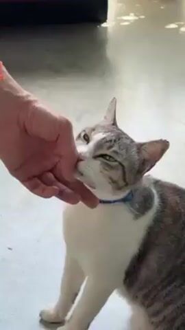 The video shows a person interacting with a cat. The person’s hand is seen, and they are using their fingers to touch the cat’s face, specifically around the nose and mouth area. The cat is a mix of white and gray tabby, and it's wearing a blue collar. The cat appears to be tolerating the interaction, with its eyes partially closed as if enjoying the touch. The background is a light, smooth surface, possibly a tiled floor.